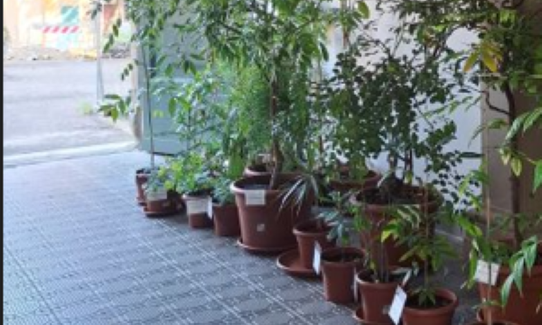 Un tocco di verde ai fontanelli! 